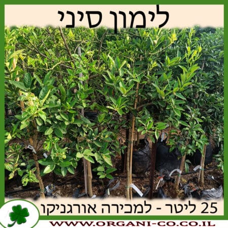 לימון סיני 25 ליטר למכירה - מחיר