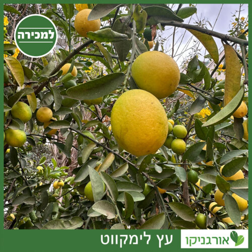 לימון סיני למכירה - מחיר