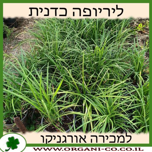 ליריופה כדנית 10 ליטר למכירה - מחיר