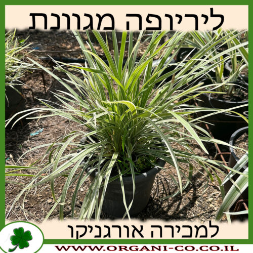 ליריופה כדנית מגוון 10 ליטר למכירה - מחיר