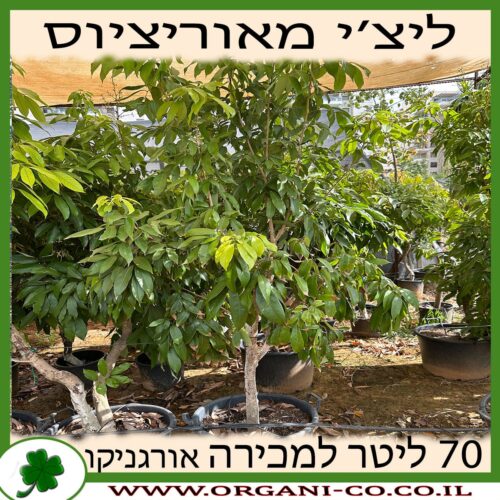 ליצ'י מאוריציוס 70 ליטר למכירה - מחיר