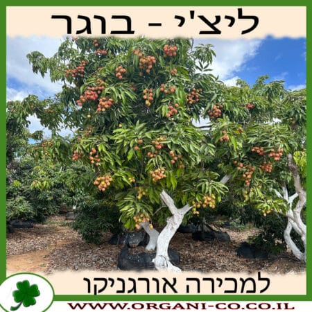 ליצ'י מאוריציוס בוגר למכירה - מחיר