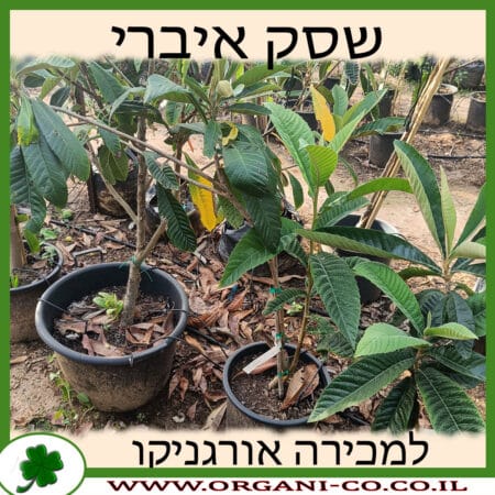 שסק איברי למכירה - מחיר