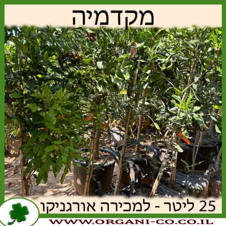 מקדמיה 25 ליטר למכירה - מחיר