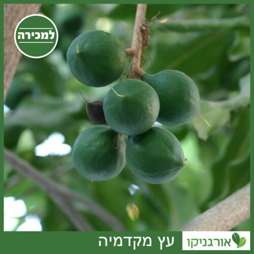 עץ מקדמיה למכירה - מחיר