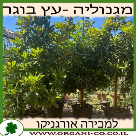 מגנוליה גדולת פרחים - עץ בוגר 2.5-3 צול למכירה - מחיר