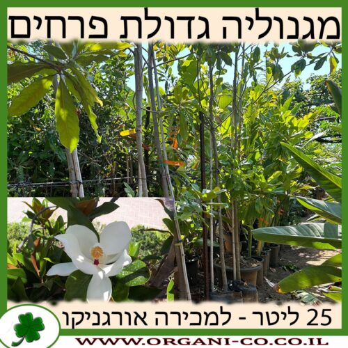 מגנוליה גדולת פרחים 25 ליטר למכירה - מחיר