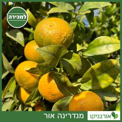 מנדרינה למכירה - מחיר