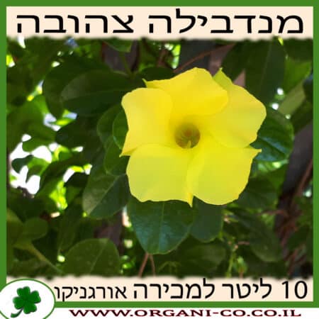 מנדבילה צהובה 10 ליטר למכירה - מחיר