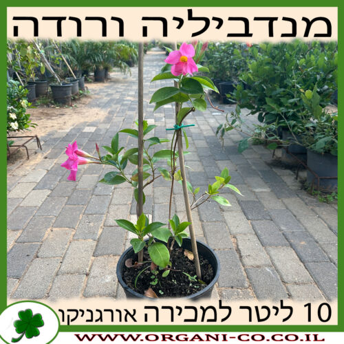 מנדווילה ורודה 10 ליטר למכירה - מחיר