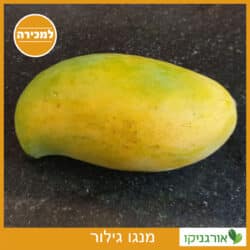 מנגו גילור