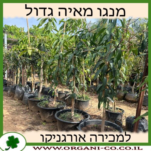 מנגו מאיה גדול למכירה - מחיר