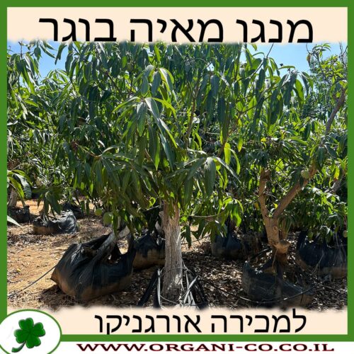 מנגו מאיה בוגר למכירה - מחיר