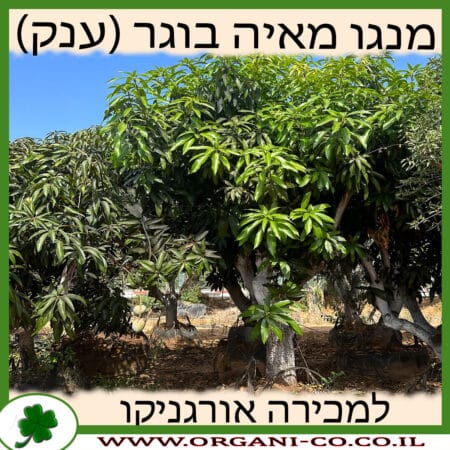 מנגו מאיה בוגר (ענק) למכירה - מחיר