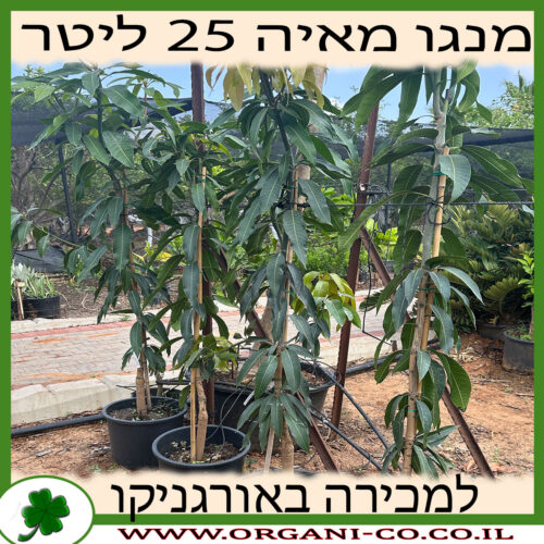 מנגו מאיה 25 ליטר - למכירה