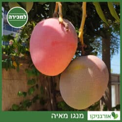 מנגו מאיה