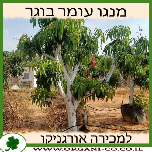 מנגו עומר בוגר למכירה - מחיר