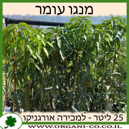 מנגו עומר 25 ליטר למכירה - מחיר