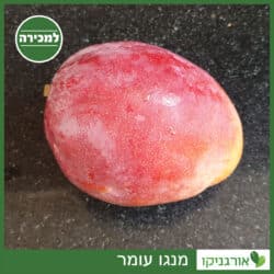 מנגו עומר