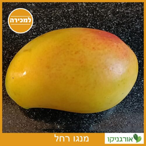 מנגו רחל למכירה - מחיר