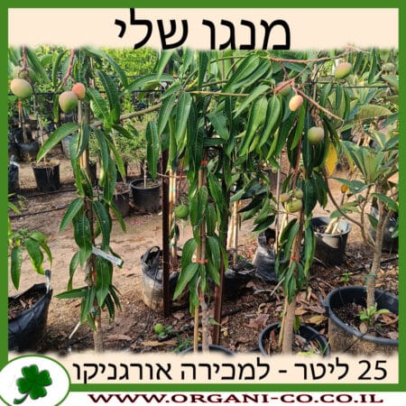 מנגו שלי 25 ליטר למכירה - מחיר