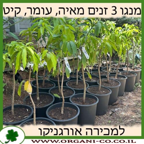 מנגו 3 זנים - מאיה, עומר, קיט למכירה - מחיר