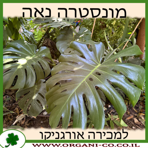 מונסטרה נאה למכירה - מחיר