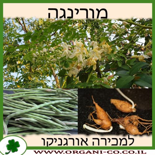 עץ מורינגה למכירה -מחיר