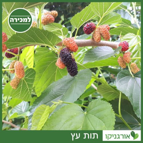 עץ תות למכירה - מחיר