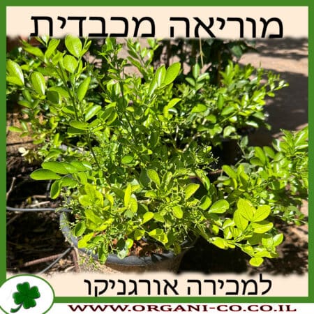 מוריאה מכבדית למכירה - מחיר