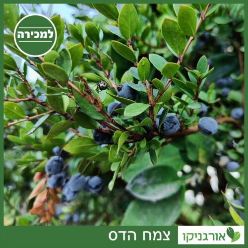 צמח הדס למכירה - מחיר