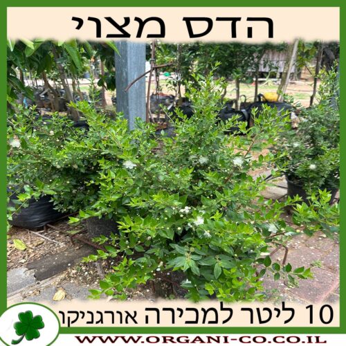 הדס מצוי 10 ליטר למכירה - מחיר