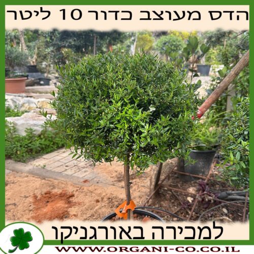 הדס מעוצב כדורי 10 ליטר למכירה - מחיר