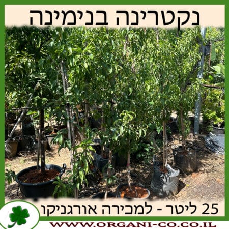 נקטרינה בנימינה 25 ליטר למכירה - מחיר