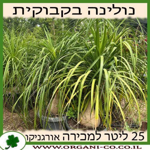 נולינה - בקבוקית 25 ליטר למכירה - מחיר