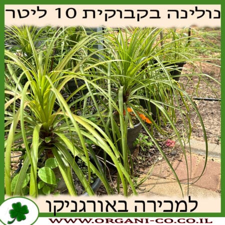 נולינה - בקבוקית 10 ליטר למכירה - מחיר