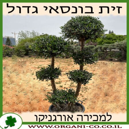 זית בונסאי גדול