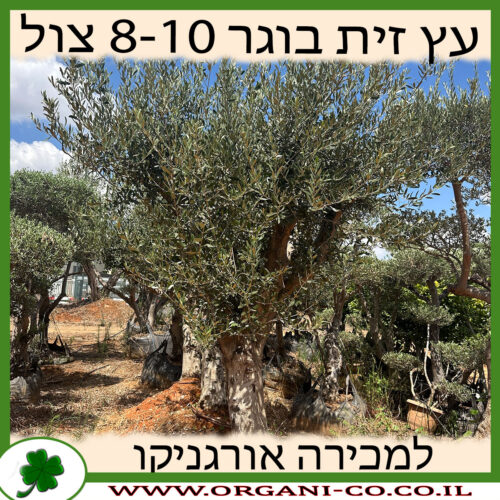 עץ זית בוגר מצוי 8-10 צול למכירה - מחיר