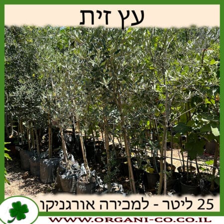 עץ זית 25 ליטר למכירה - מחיר