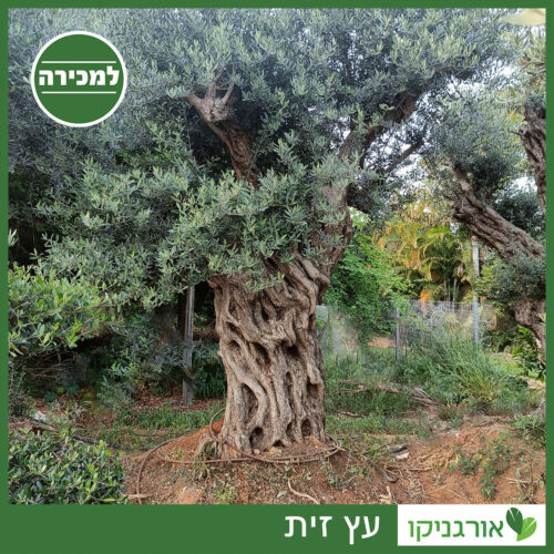 עץ זית למכירה - מחיר