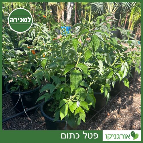 פטל כתום 10 ליטר למכירה - מחיר