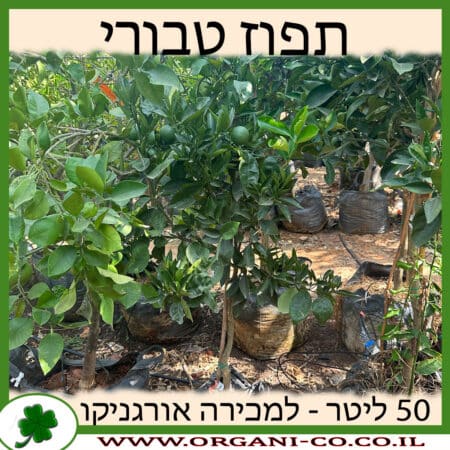 תפוז שמוטי 50 ליטר למכירה - מחיר