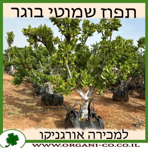 תפוז שמוטי בוגר למכירה - מחיר