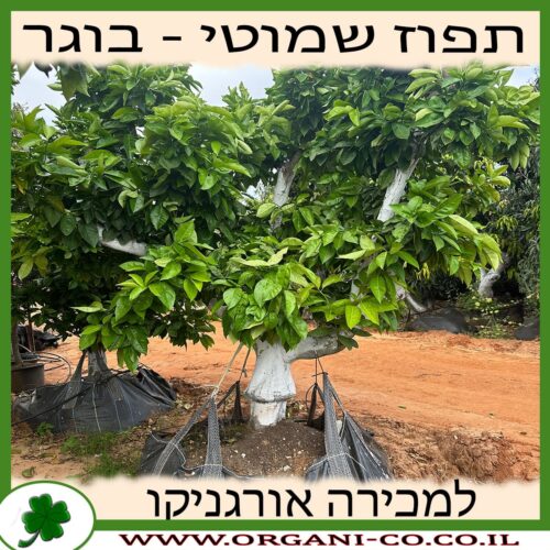 תפוז שמוטי בוגר 8-9 צול למכירה - מחיר