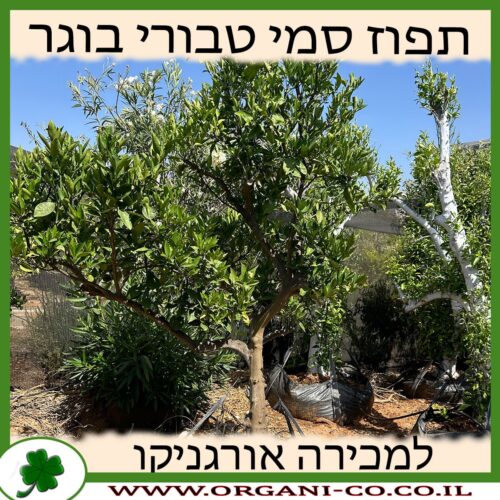 תפוז סמי טבורי בוגר 4-6 צול למכירה - מחיר