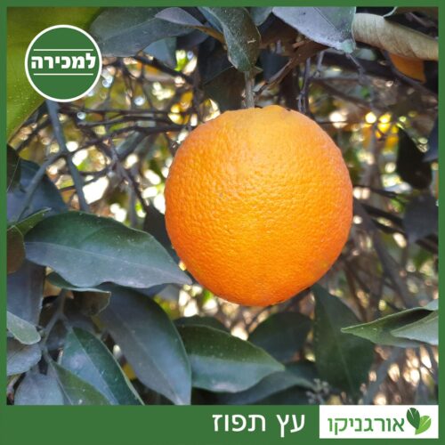 עץ תפוז למכירה - מחיר