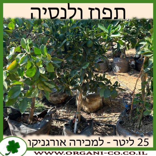 תפוז ולנסיה 25 ליטר למכירה - מחיר