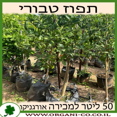 תפוז טבורי 50 ליטר למכירה - מחיר