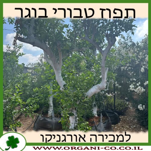 תפוז טבורי בוגר 6-7 צול למכירה - מחיר