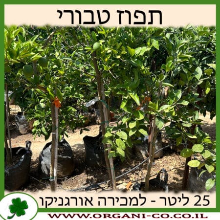 תפוז טבורי 25 ליטר למכירה - מחיר